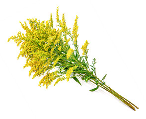 Goldenrod flower isolated on white background