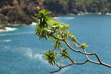 Seascape with a spurge tree (euforbia) near the Cinque Terre. In the background the waves of the...