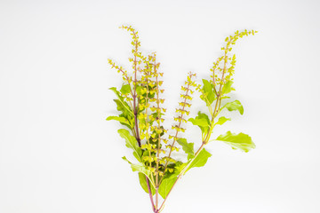 Holy basil or Ocimum sanctum isolated on white background. Concept of herb food natural and amazing hot taste.
