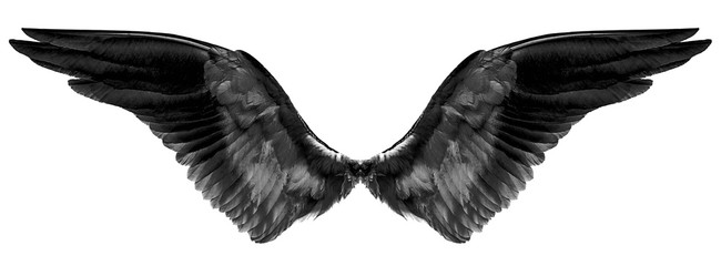 black wings on a white