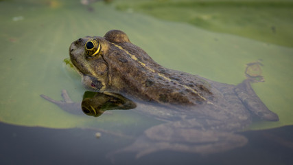 Close up of an isolated Tod in the pond- Danube Delta Romania