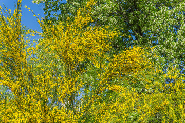 Brilliant Yellow Tree Flowers 2