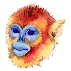 Fototapeta premium Exotic monkey wild animal in a watercolor style isolated. Aquarelle wild animal for background.