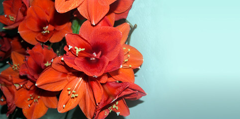 Prachtvolle Blüten einer roten Amaryllis.