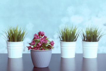 Home plants on the table. Interior and decorative ornaments