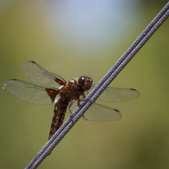 libellule