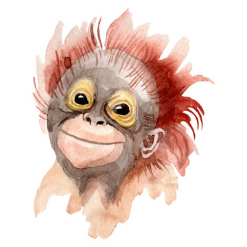 Exotic monkey wild animal in a watercolor style isolated. Aquarelle wild animal for background.