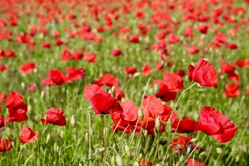 Fototapeta premium Les coquelicots