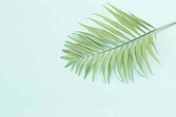 Fototapeta premium palm leaves on paper background