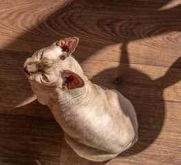 cute sphynx cat sitting on the wood floor in sunlight. sunbathing