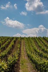 Fototapeta na wymiar green vineyards rows on summer day 
