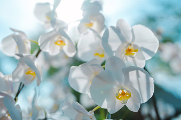 spring and summer season with tropical flowers concept from white orchid bloom with beauty bright sky background