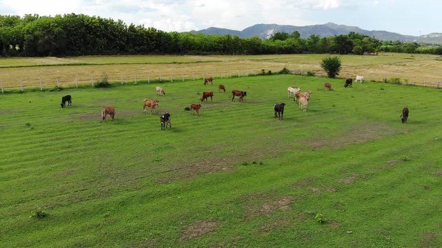 cow in the farm , aerial view