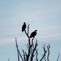 A couple of white tail eagles silhouettes in the wilderness of the Danube delta- Romania