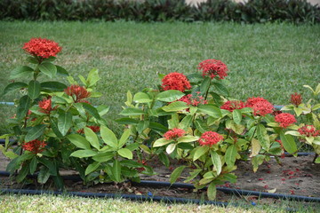 LES FELURES  POUR DES CADRES VIE AGREABLE