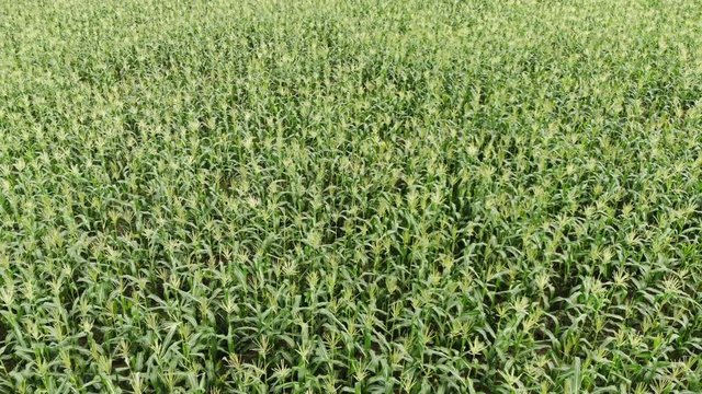 Baby corn ,farm ,aerial shot