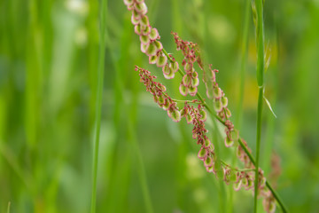 Wild Dock Fruits in Springtime