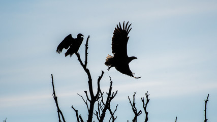 A couple of white tail eagles silhouettes in the wilderness of the Danube delta- Romania