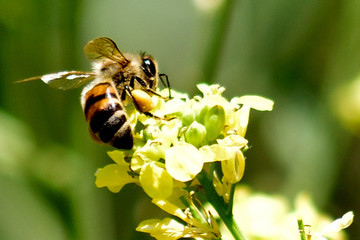 abeja recolectando polen