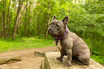 French Bulldog