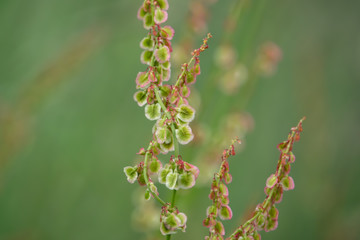 Wild Dock Fruits in Springtime