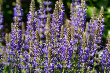 Blühender Ziersalbei (Salvia nemorosa) im Garten