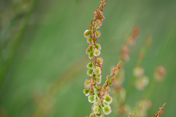 Wild Dock Fruits in Springtime