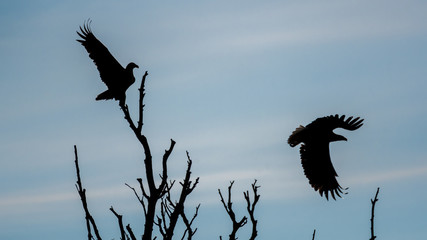 A couple of white tail eagles silhouettes in the wilderness of the Danube delta- Romania