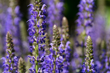 Blühender Ziersalbei (Salvia nemorosa) im Garten