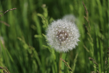 Nahaufnahme einer Pusteblume mit grünem Hintergrund und Raum für Text