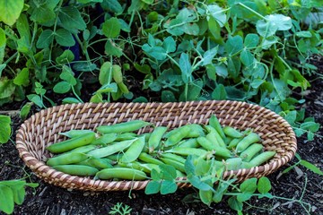 Oval basket filled with Early Peas in their pods next to pea plants