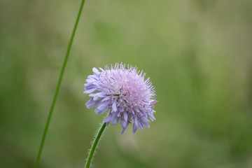 Field Scabious Flowers in Bloom in Springtime