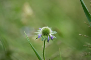 Field Scabious Flower Head in Springtime