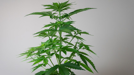 Medical marijuana plant growing indoor. Cannabis is a concept of medical herbs