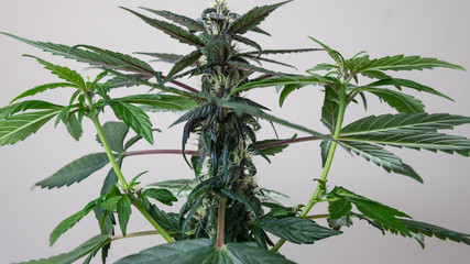 Medical marijuana plant growing indoor. Cannabis is a concept of medical herbs