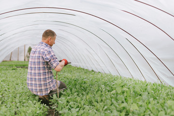 Farmer in a shirt with watering hoses seedlings of cabbage, view from the back.. Man cares for...
