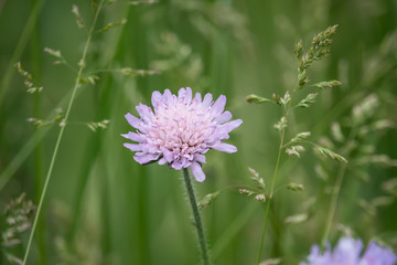 Field Scabious Flowers in Bloom in Springtime
