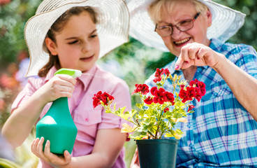 Gardening with kids. Senior woman and her granddaughter working in the garden with a plants. Hobbies and leisure, lifestyle, family life