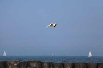 Fliegende Möwe im Gleitflug an der Küste, blauer Himmel mit Raum für Text