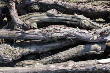 pile of old roots