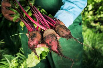 Farmer holding fresh beet. Vegetables harvest. Organic fresh harvested vegetables.