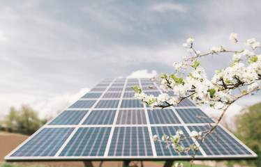 Spring flower of a tree on the background of solar panels in the garden. Solar energy system with...