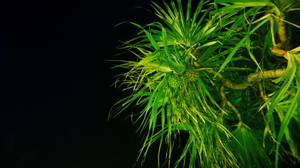 Palm night scene background  