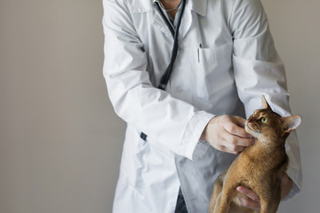 veterinarian, cat doctor, animal examination