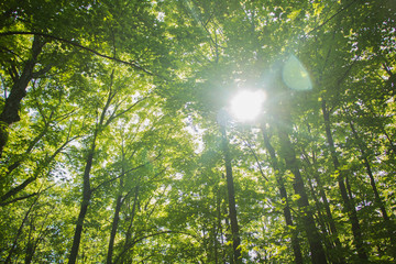 Forêt ensoleillé  © Charles Le Troquier