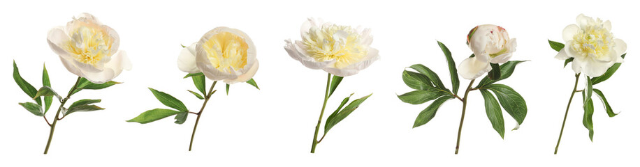Set of beautiful peony flowers on white background. Banner design © New Africa