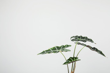 Alocasia home plant on grey background, space for text