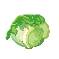 Head of white cabbage. Green vegetable from the garden. Illustration.	 - 271631997