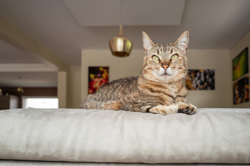 joli chat tigré sur le canapé
