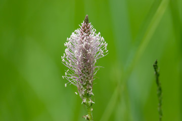 Plantain Inflorescence in Springtime